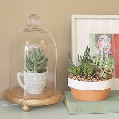 diy succulent terrarium