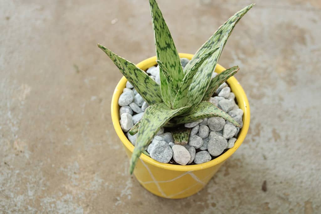 Audrey of Oh So Lovely Blog shows just how easy it is to make some affordable DIY summery planter pots perfect for your summer home decor, hostess gifts, you name it.