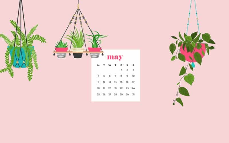free May wallpapers - hanging plants for desktop