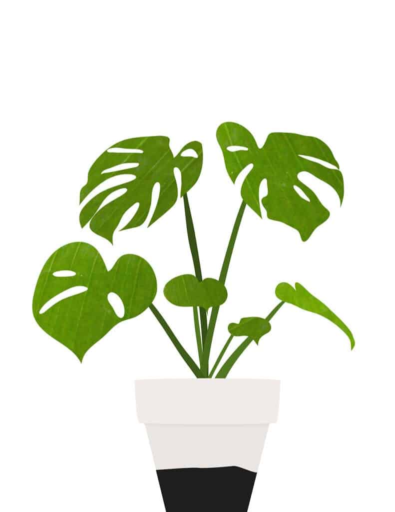 8 FUN &#038; FREE PLANT ART PRINTABLES, Oh So Lovely Blog