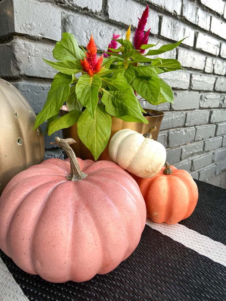 A colorful and modern outdoor fall decor with plants and pumpkins