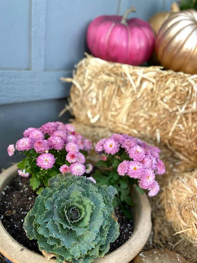 A colorful and modern outdoor fall decor with plants and pumpkins