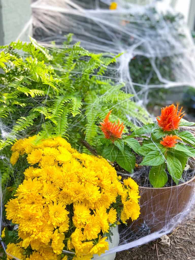 spider webs and plants for halloween decor