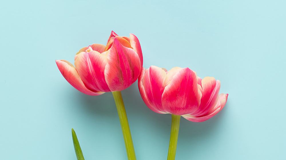 free plants desktop wallpaper with no calendar tulips