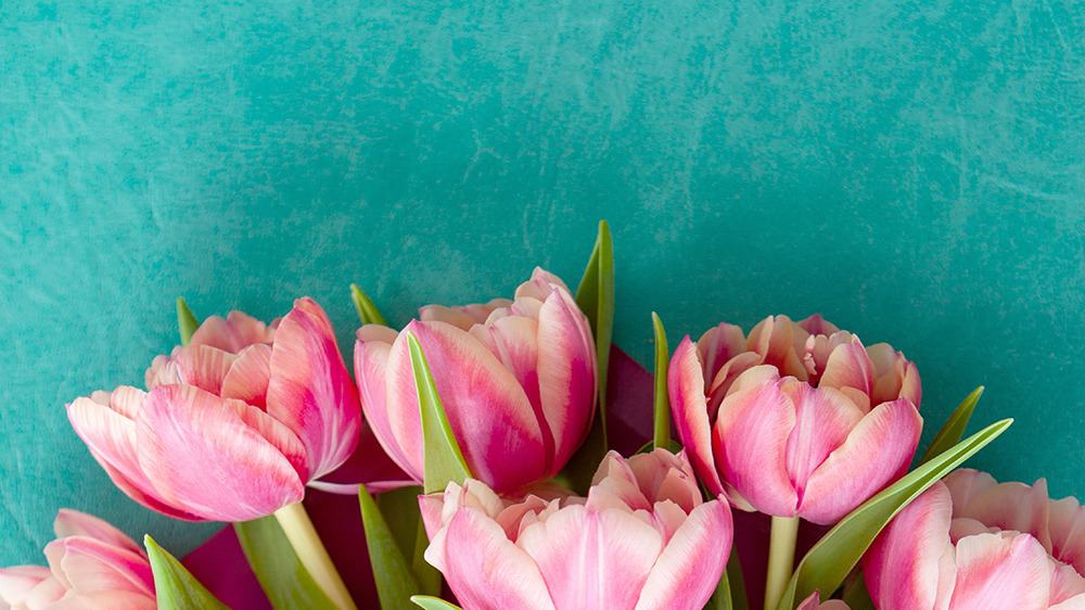 free plants desktop wallpaper with no calendar pink tulips on turquoise background