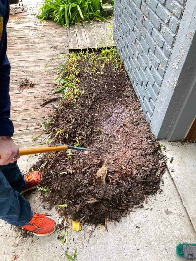 digging up lilies in a small landscaping bed