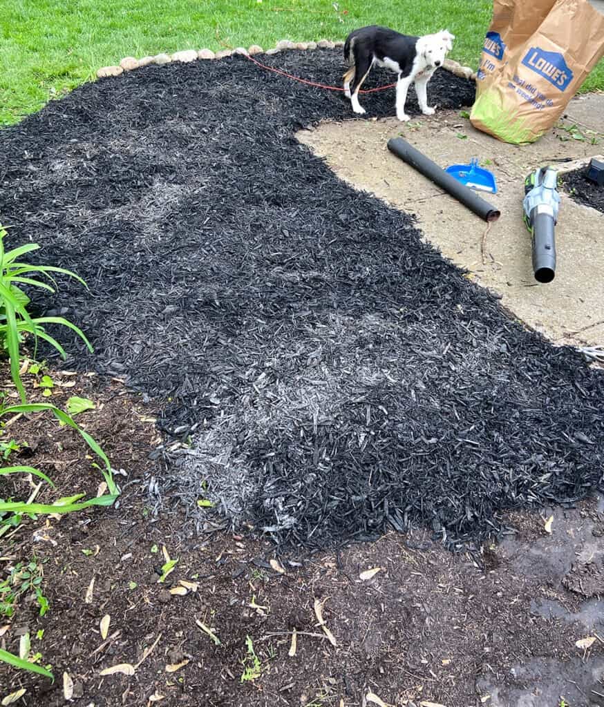 tearing out overgrown weeds from landscaping and mulching