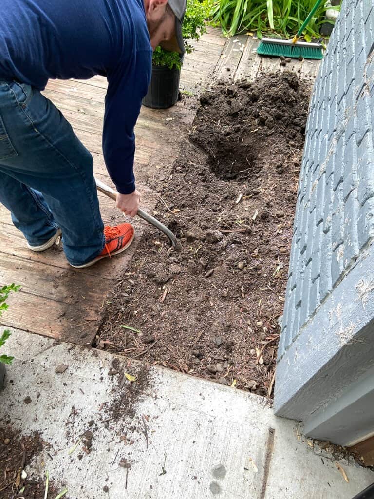 planting boxwood bushes