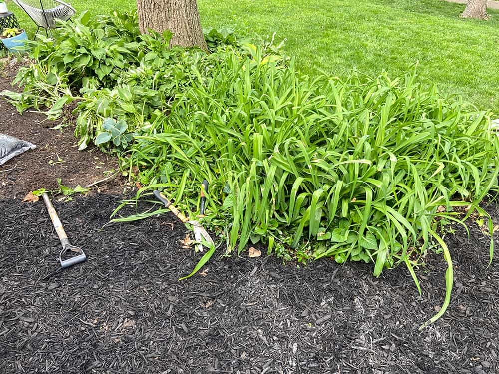 tearing out overgrown lilies from landscaping