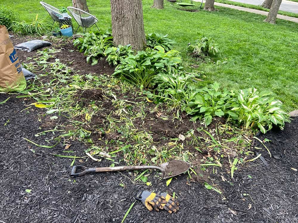 tearing out overgrown lilies from landscaping