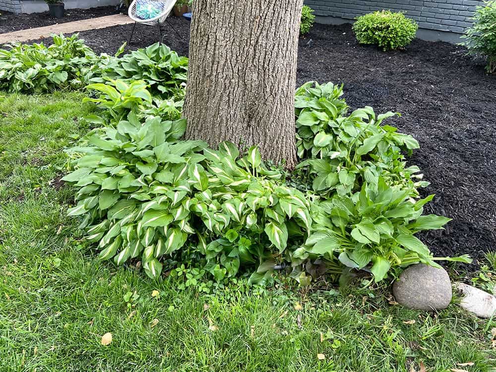 transplanting hosta plants around a tree