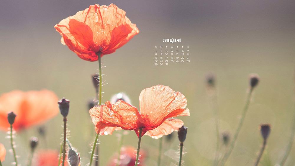 August 2021 - FREE wallpaper calendars in Sunday and Monday starts + no-calendar options. 33 designs for both desktop and smart phones!