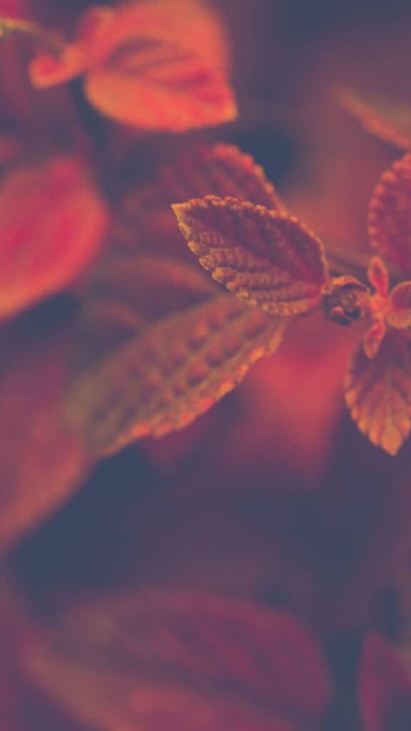 35 FREE SEPTEMBER 2021 DESKTOP AND PHONE WALLPAPERS!, Oh So Lovely Blog
