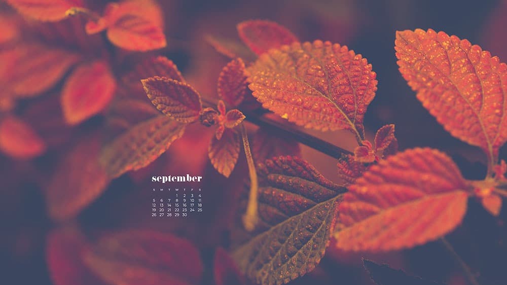 pretty red fall leaves FREE wallpaper calendars in Sunday and Monday starts + no-calendar options. 35 designs for both desktop and smart phones!