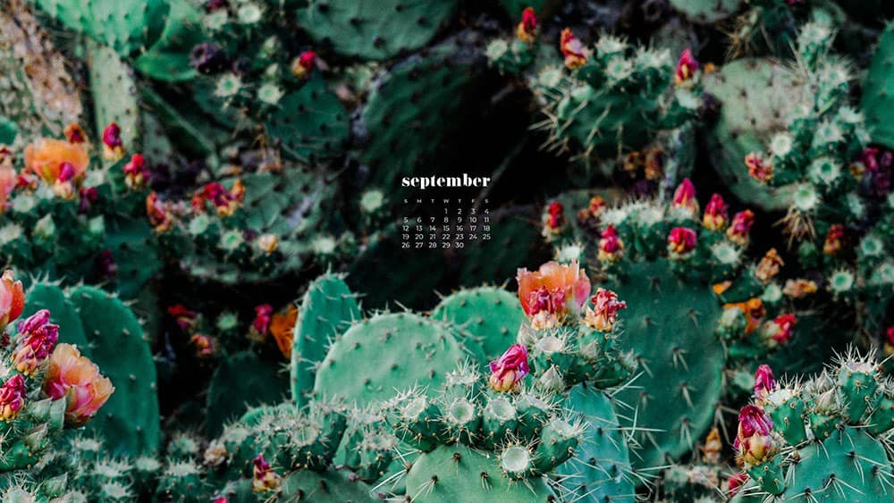 cacti with pink and orange flowers FREE wallpaper calendars in Sunday and Monday starts + no-calendar options. 35 designs for both desktop and smart phones!