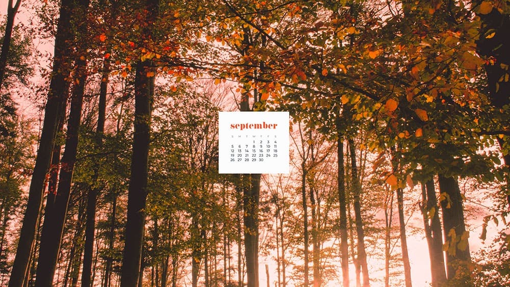 tree forest in the fall September 2021 - FREE wallpaper calendars in Sunday and Monday starts + no-calendar options. 35 designs for both desktop and smart phones!