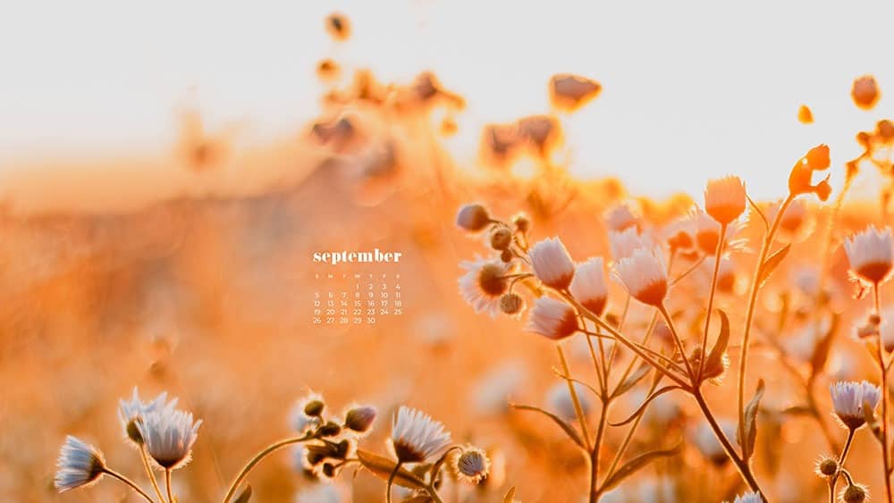 golden hour on an autumn field FREE wallpaper calendars in Sunday and Monday starts + no-calendar options. 35 designs for both desktop and smart phones!