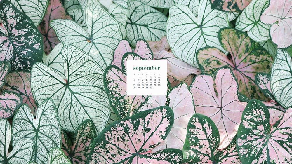 pretty pink and green plants FREE wallpaper calendars in Sunday and Monday starts + no-calendar options. 35 designs for both desktop and smart phones!