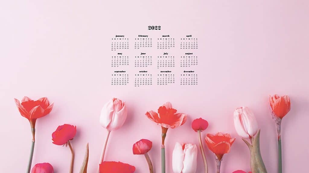 fresh pink tulips on pink background with 2022 full-year calendar for your desktop 