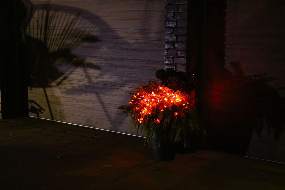 plant with orange lights