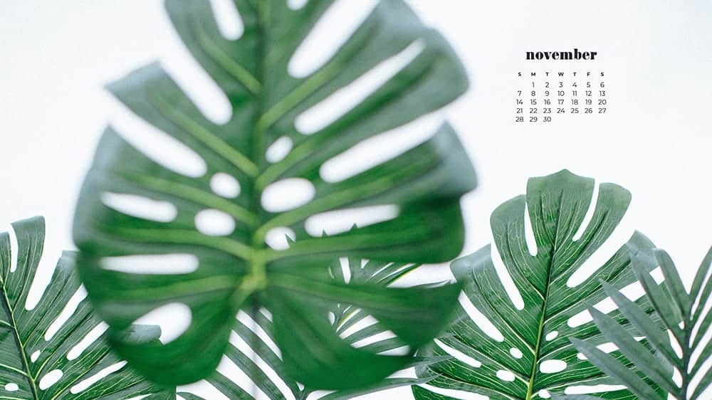 monstera leaves on a white background November - FREE wallpaper calendars in Sunday & Monday starts + no-calendar designs. 35 options for both desktop and smart phones!