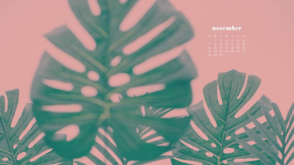 monstera leaves on a pink background November - FREE wallpaper calendars in Sunday & Monday starts + no-calendar designs. 35 options for both desktop and smart phones!