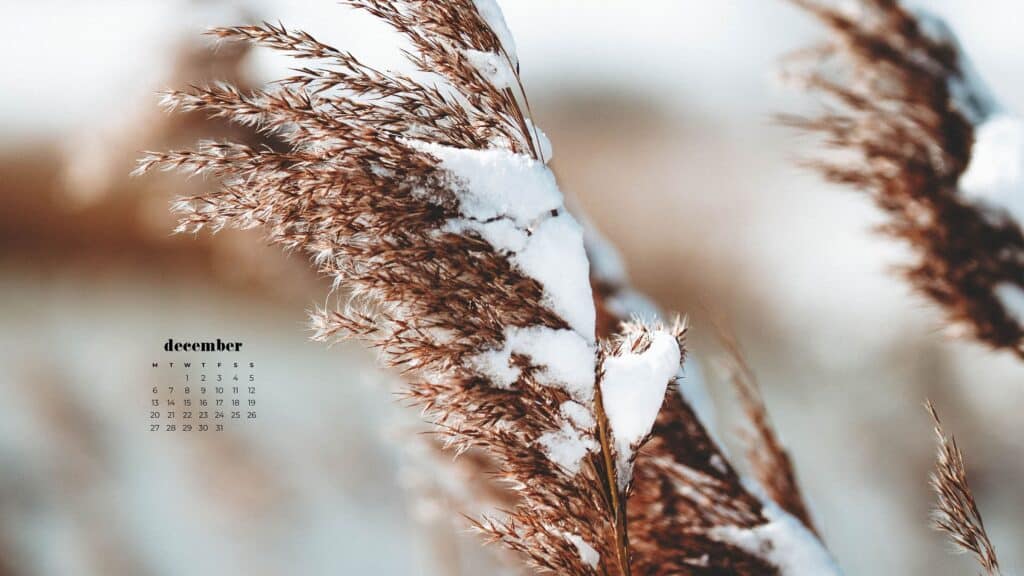 field of pampas grass wheat with snow - free december wallpapers