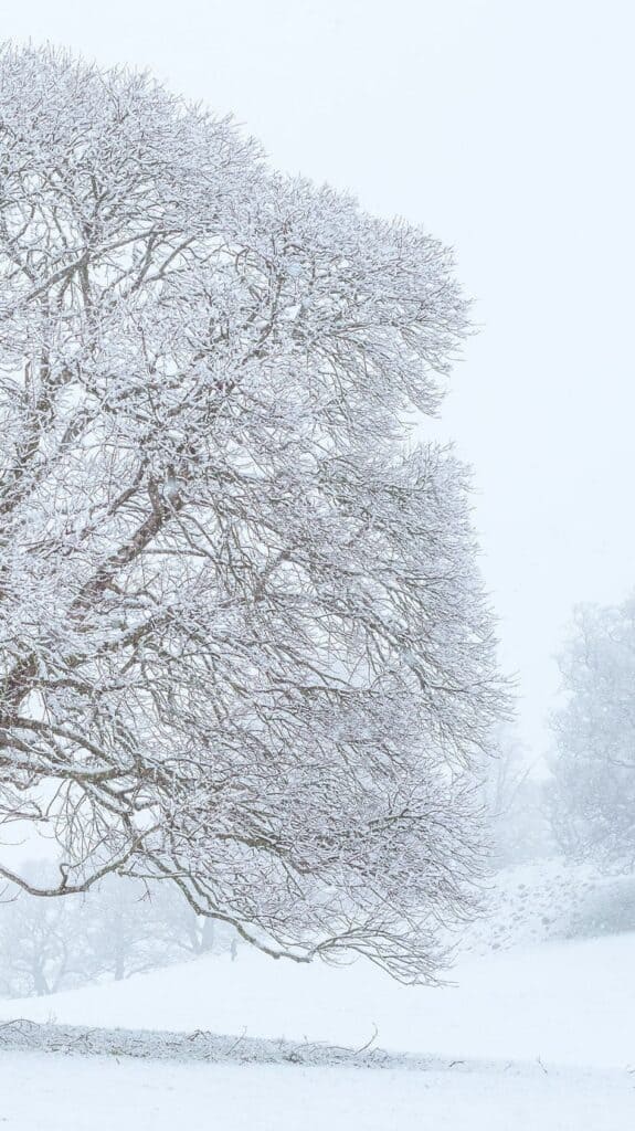 snowy scene trees in open land - december digital wallpaper