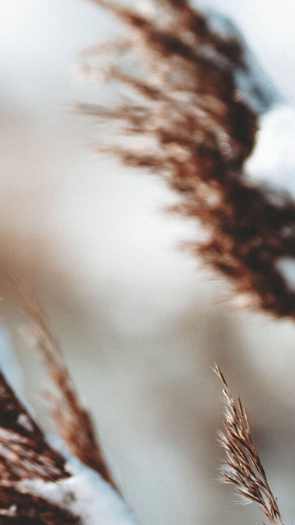 field of pampas grass wheat with snow - free december wallpapers