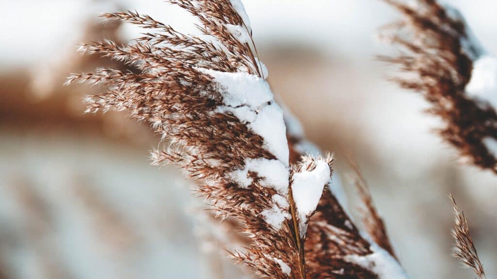 field of pampas grass wheat with snow - free december wallpapers