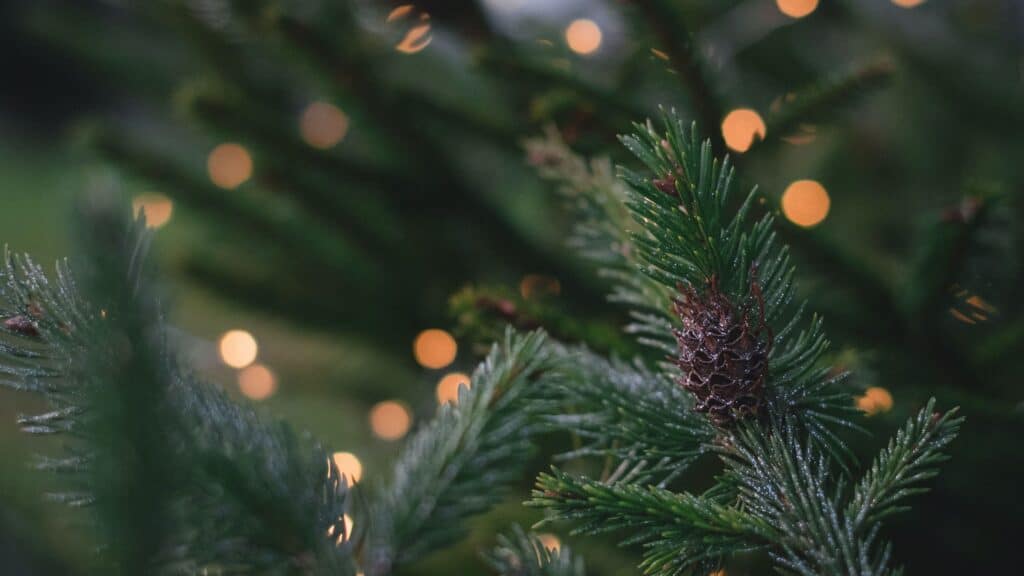 outdoor christmas pine tree with glowing lights bokeh blur - free december digital wallpapers