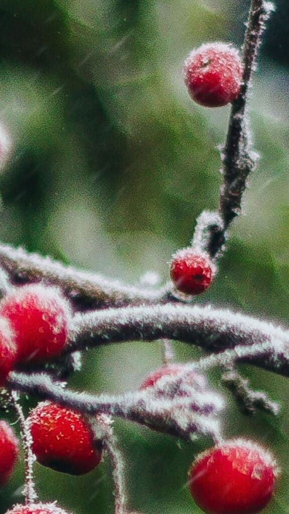 snow and berry tree - december digital wallpaper