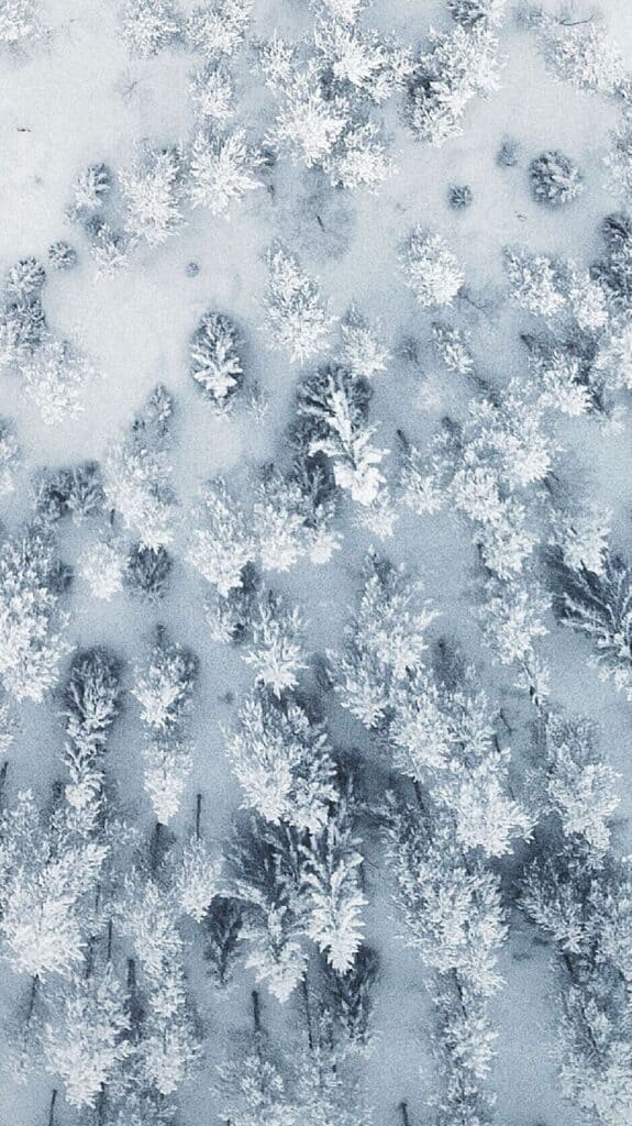 snowy scene trees in open land - december digital wallpaper