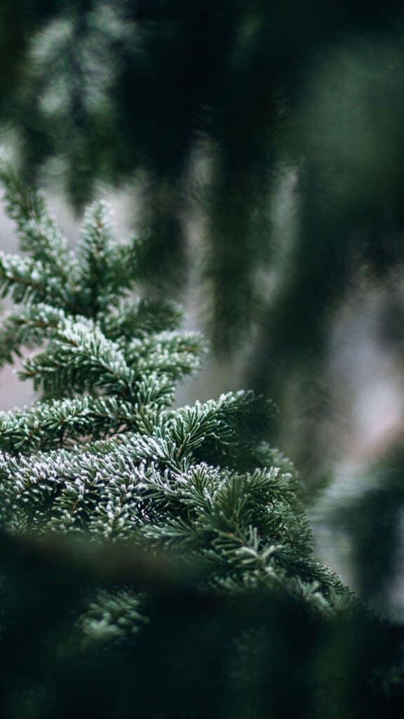 green frosty pine trees - december digital wallpapers