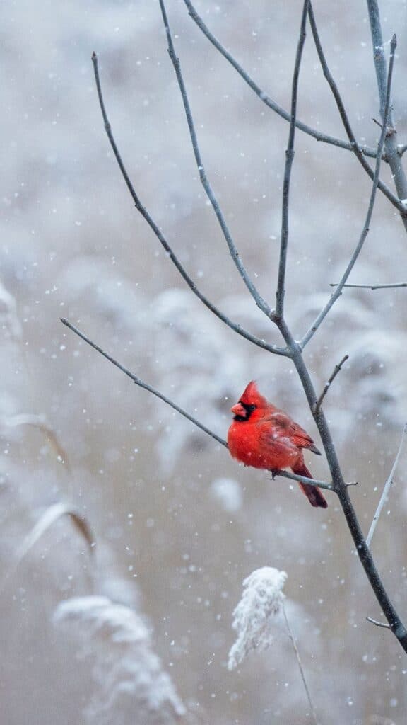 snowy scene with a red cardinal - december digital wallpaper