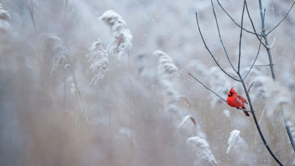 85 FREE DECEMBER 2021 CALENDAR WALLPAPERS TO DRESS YOUR TECH, Oh So Lovely Blog