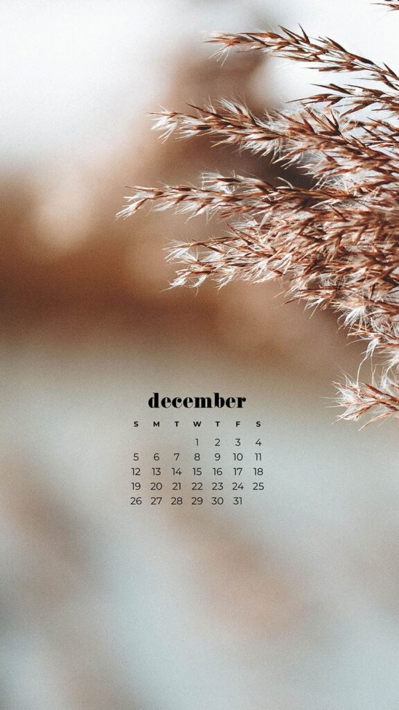 field of pampas grass wheat with snow - free december wallpapers