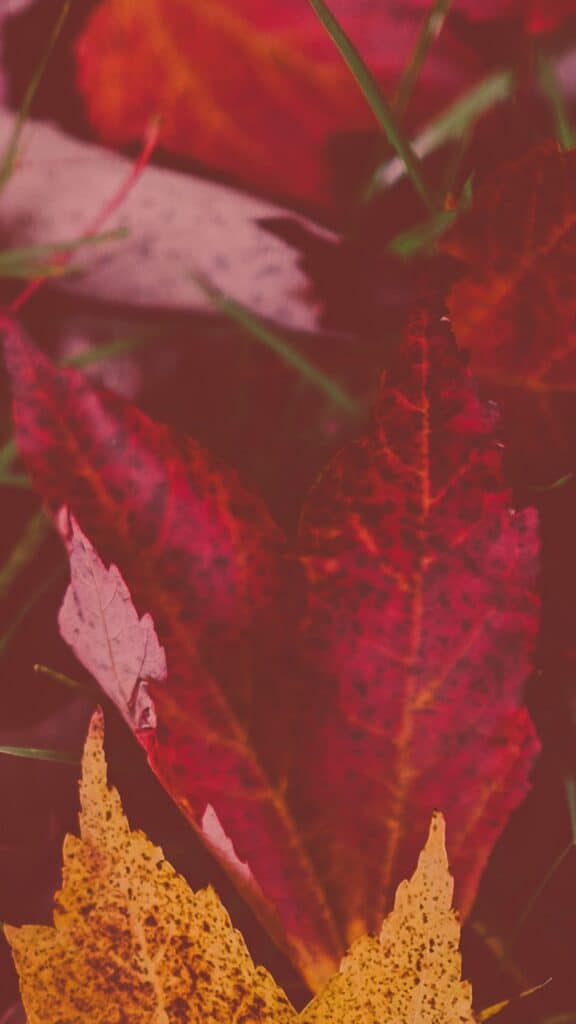 27 FREE FALL WALLPAPERS FOR DESKTOP AND PHONE, Oh So Lovely Blog