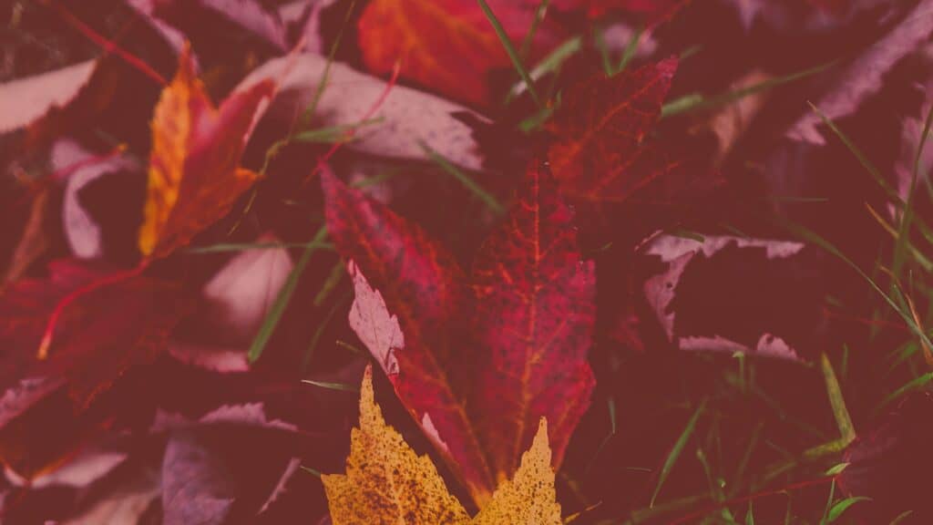 autumn leaves desktop background