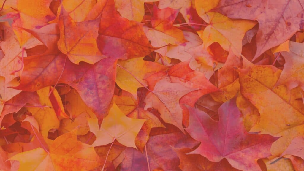 colorful fall leaves FREE fall wallpapers 