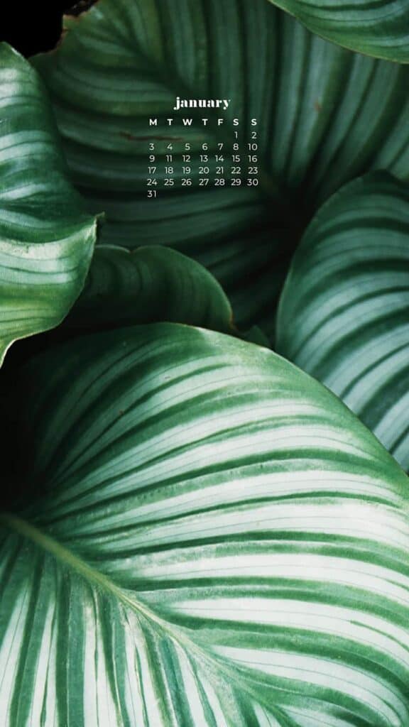 pretty green plants wallpaper background january