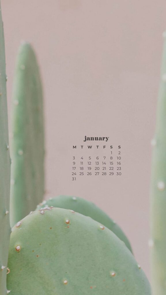 soft green cactus on muted pink background - january wallpapers