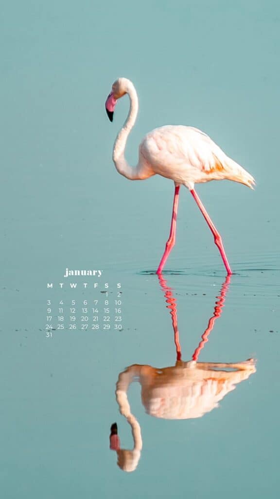 pink flamingos standing in water with reflection