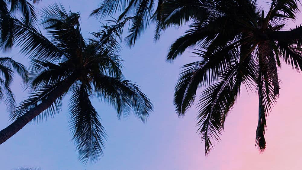 palm trees on cotton candy sky background