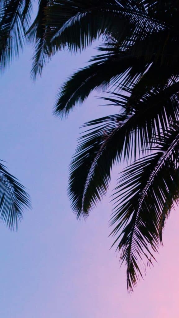 palm trees on cotton candy sky background