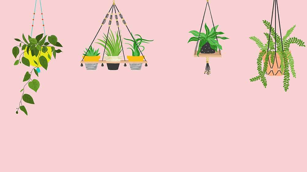 illustrated plants on pink background