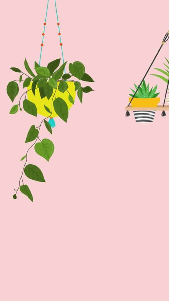 illustrated plants on pink background