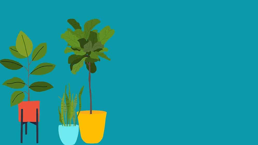 illustrated plants on dark turquoise background