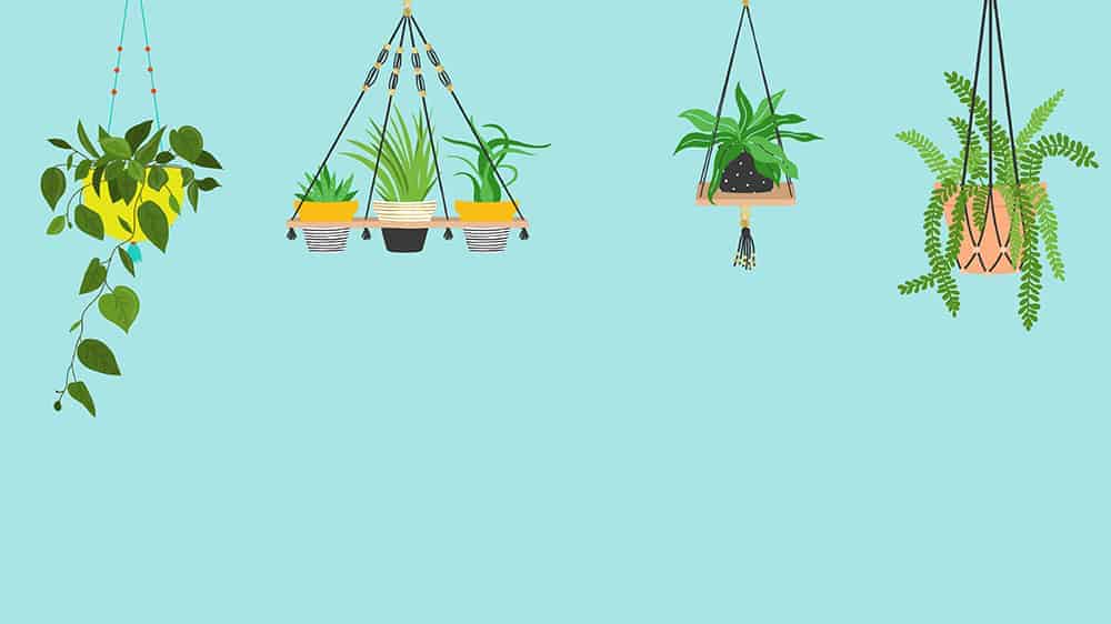 illustrated plants on light turquoise background