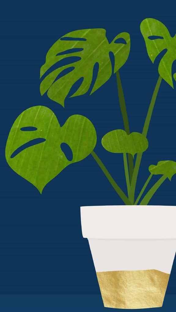 illustrated monstera plant on navy background